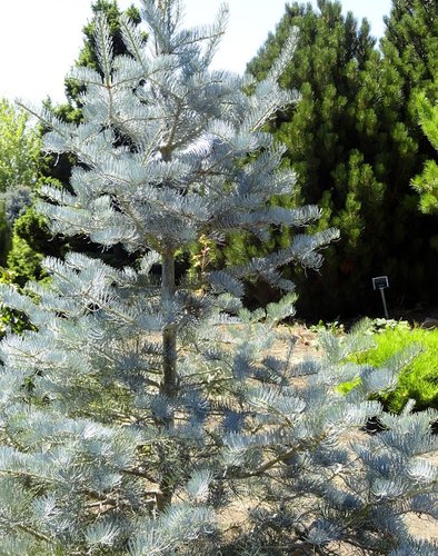 Abies Concolor Candicans Candicans White Fir Plant Lust
