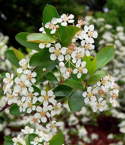 Aronia Melanocarpa Iroquois Beauty