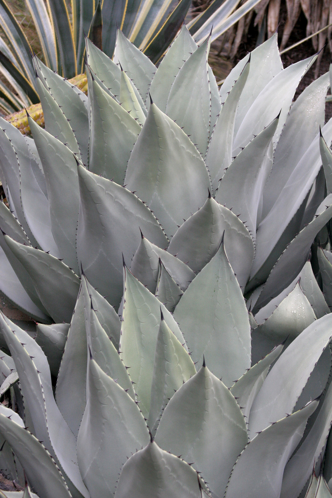 Photo of Agave parryi foliage by Annie's Annuals & Perennials