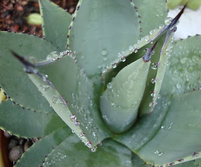 Photo of Agave parryi foliage by Danger Garden