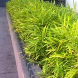 Pleioblastus viridistriatus | Arundinaria auricoma | Arundinaria viridi ...