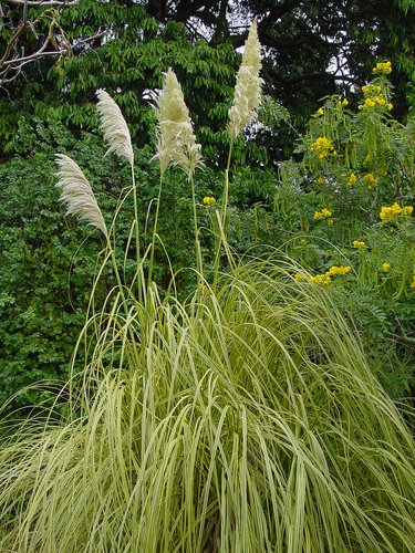 Cortaderia selloana 'Aureolineata'