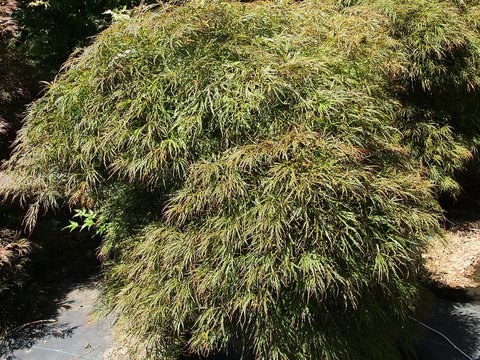 Acer palmatum 'Toyama nishiki' | Acer palmatum dissectum 'Toyama