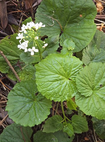 Photo of Pachyphragma macrophyllum flower, foliage by Doug Harrington