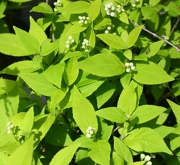 Photo of Deutzia gracilis Chardonnay Pearls® PP16098 foliage by Almost Eden