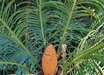 Cycas