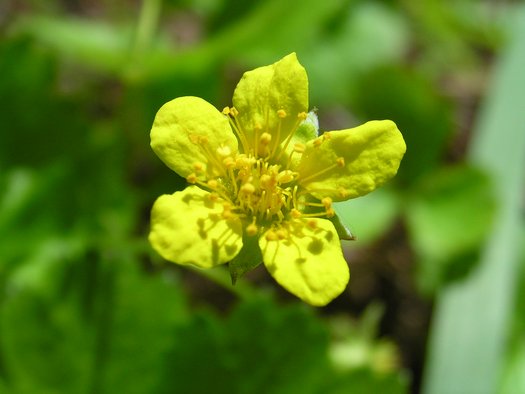 Photo of Waldsteinia fragarioides flower by Superior National Forest