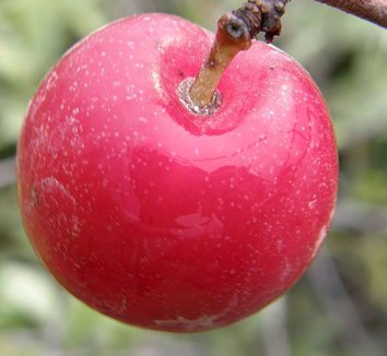 Photo of Prunus subcordata fruit by Conifer Kingdom