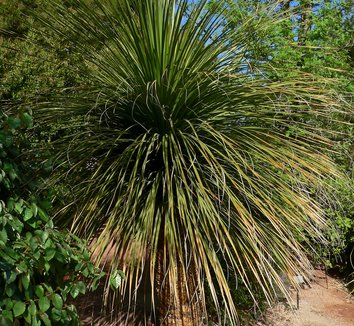 Photo of Nolina matapensis foliage, form by Stan Shebs