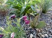 Pulsatilla