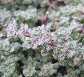 Photo of Thymus pseudolanuginosus foliage by Dancing Oaks Nursery