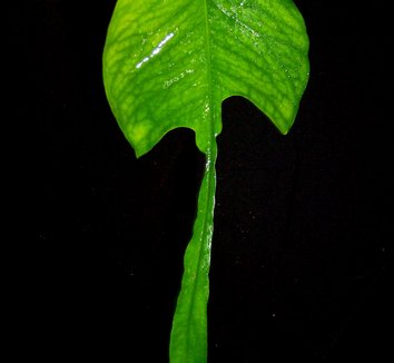 Photo of Epipremnum pinnatum 'Skeleton Key' foliage by Brian's Botanicals