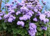 Ageratum