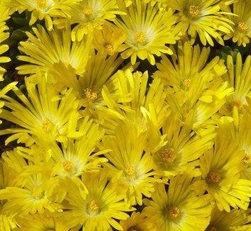 Photo of Delosperma congestum 'Gold Nugget' flower by Phoenix Perennials and Specialty Plants Ltd.
