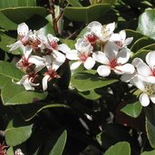 Rhaphiolepis indica 'Ruby Compacta' | plant lust