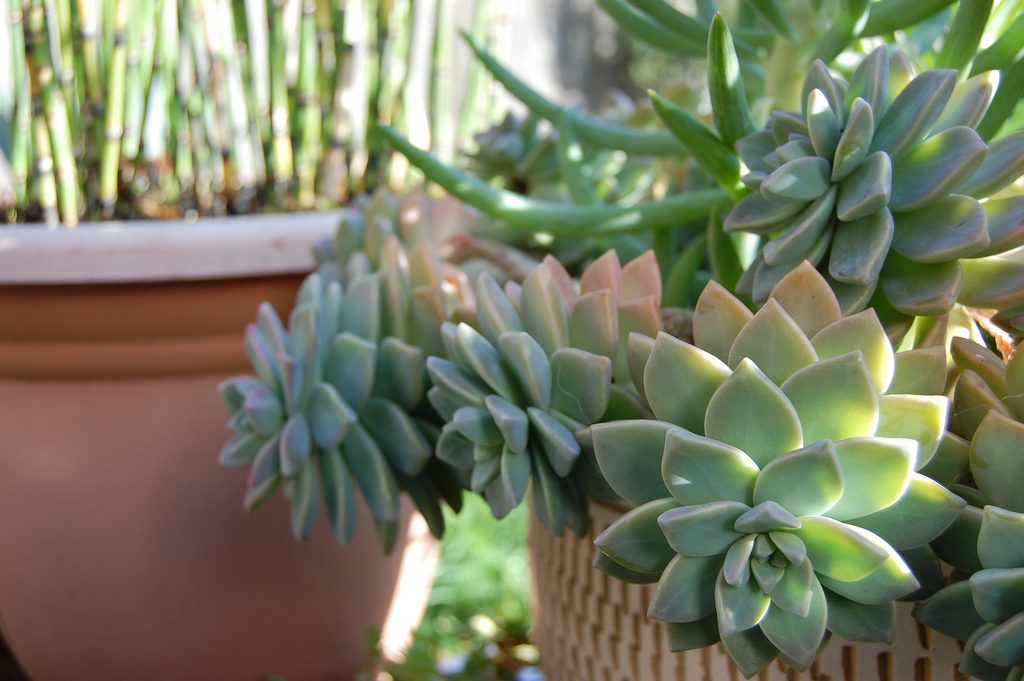 Photo of Graptopetalum paraguayense foliage by Far Out Flora