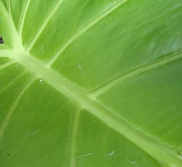 Photo of Alocasia 'Portodora' foliage by Danger Garden