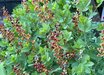Baptisia 'Cherries Jubilee' PP23907