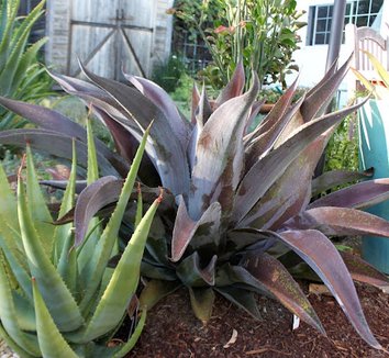 Photo of x Mangave 'Mission to Mars' PP29393 foliage, form by Dry Oasis Plants