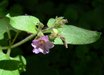 Mirabilis