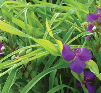 Photo of Tradescantia 'Regal Charm' flower, foliage by Terra Nova Nurseries, Inc.