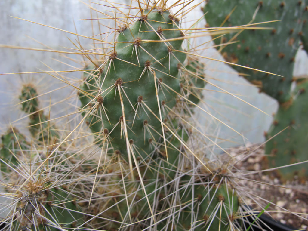 Photo of Opuntia polyacantha 'Imnaha Sunset' foliage by plant lust