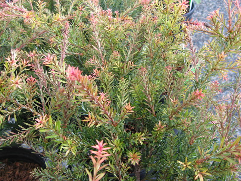 Photo of Podocarpus 'County Park Fire' foliage by Far Reaches Farm