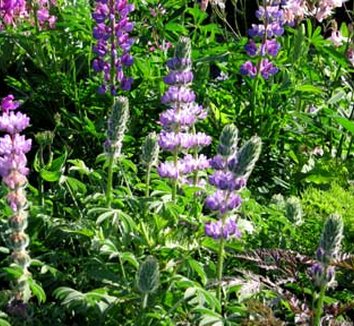 Photo of Lupinus microcarpus flower by Annie's Annuals & Perennials