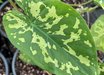 Caladium