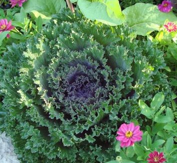 Photo of Brassica oleracea 'Glamour Red' foliage by Friends School Plant Sale by Nancy S.
