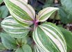 Tradescantia