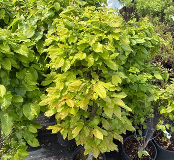 Photo of Carpinus betulus 'Columnaris Nana' foliage by plant lust