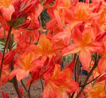 Photo of Arneson Gem Azalea flower by Briggs Plant Propagators