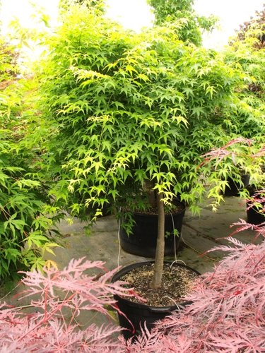 Acer palmatum 'Aoyagi' | Acer 'Ukon' | Aoyagi Japanese Maple ...
