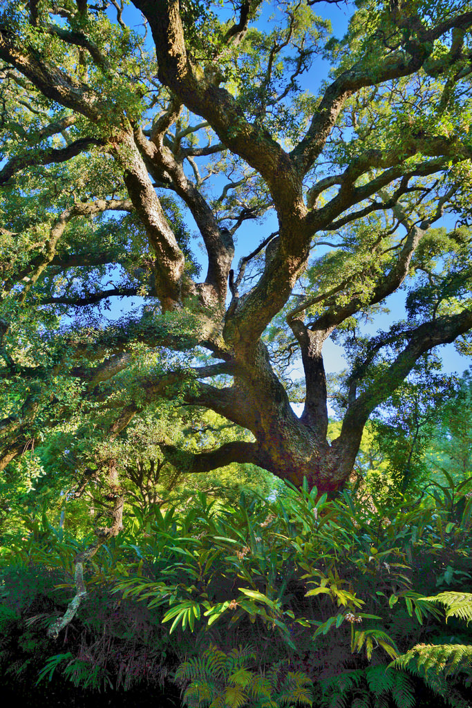 Photo of Quercus suber form by Karl Gercens III