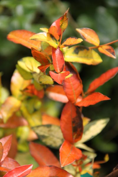 Photo of Trachelospermum asiaticum 'Ogon Nishiki' foliage by Cistus Nursery