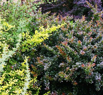 Photo of Berberis x media 'Red Jewel' foliage by Karl Gercens III