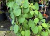 Cercidiphyllum