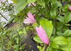 Magnolia 'Ricki'