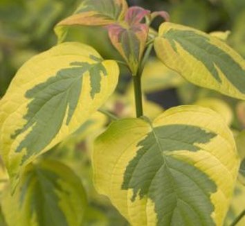 Photo of Cornus alternifolia Golden Shadows® PP11287 foliage by Avant Gardens