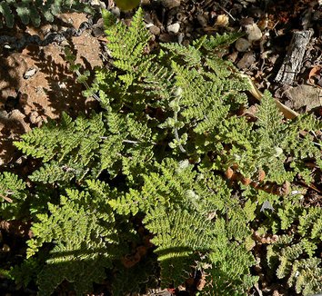 Photo of Cheilanthes feei foliage by Stan Shebs