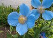 Meconopsis