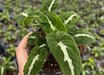 Syngonium