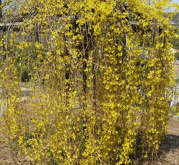 Photo of Forsythia suspensa flower, form by Kenpei