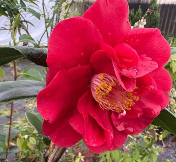 Photo of Camellia japonica 'Korean Fire' flower by plant lust