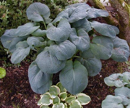Hosta 'Blackjack'