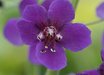 Verbascum
