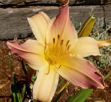 Photo of Hemerocallis 'Cinderella's Gown' by Stan Shebs