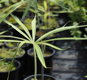 Photo of Arisaema ciliatum foliage by plant lust