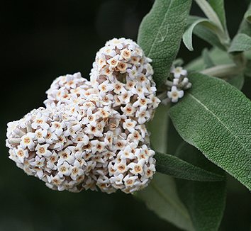 Photo of Buddleja salvifolia flower, foliage by Annie's Annuals & Perennials